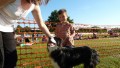 Best in show