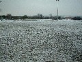 Primrose Hill under snow
