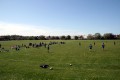 Toddy's V Birstall 2nd 2011