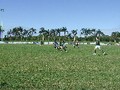 2010 Major Semi Res-Grade